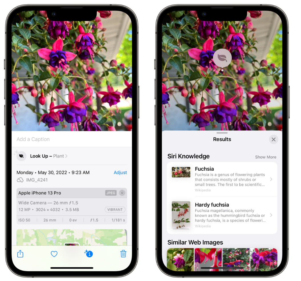 德惠苹果手机维修分享小技巧：使用 iPhone 相机识别花卉植物 